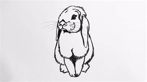 Beginners how to draw a lop eared bunny rabbit - YouTube