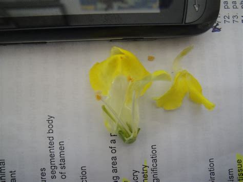 AP Bio Blog - 2012: Anther & Filament of Stamen