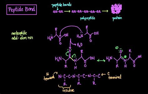 The Peptide Bond: Formation and Cleavage - YouTube