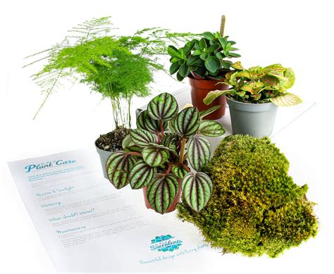 Plant Selection Pack for Closed Terrariums, Cushion Moss – The Art of ...