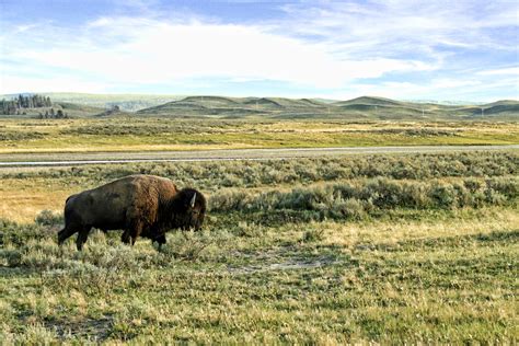 Yellowstone Wildlife | 10 Tips for Viewing in the Summer