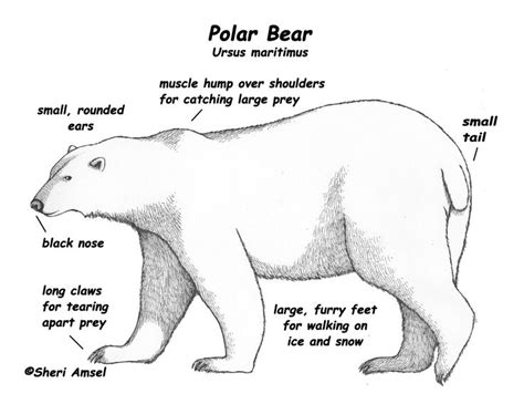 Polar bear adaptations, Polar bears activities, Polar bear