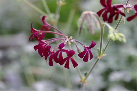 PELARGONIUM sidoides - Woottens Plants