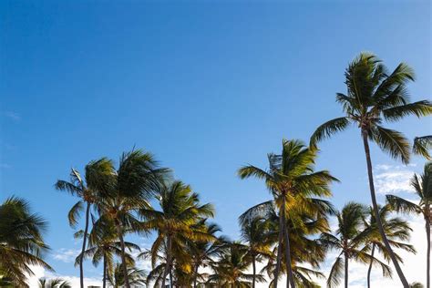 Palm trees at sunny day - Creative Commons Bilder