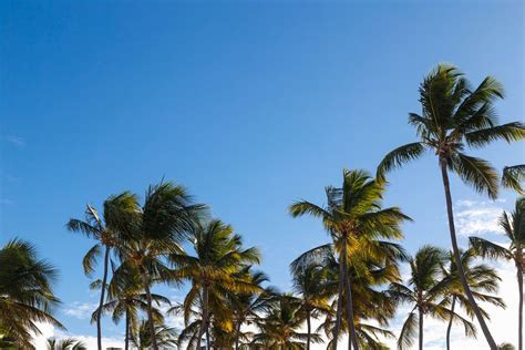 Pineapple in sunglasses and headphones with a suitcase and palm trees in the background ...