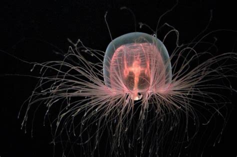 Turritopsis dohrnii - a small jellyfish that can turn back time by ...