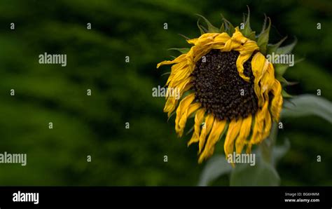 wilting and dying sunflower Stock Photo - Alamy