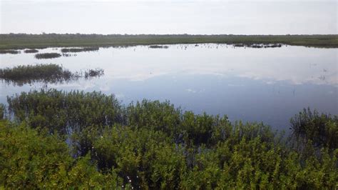 Coastal Plains Ecoregion - National Wetland Condition Assessment ...