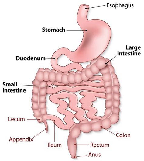 Bacterial overgrowth syndrome causes, symptoms, diagnosis & treatment