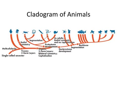 PPT - Cladogram of Animals PowerPoint Presentation, free download - ID:2109934