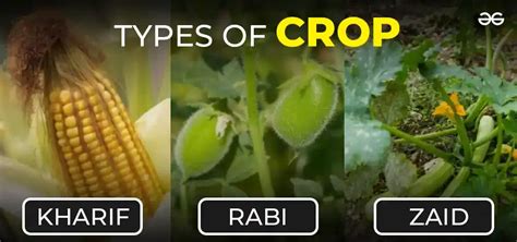 Types of Crops, Food Crops and Cash Crops