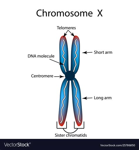 [DIAGRAM] Nucleus Chromosomes Diagram - MYDIAGRAM.ONLINE