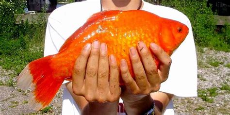 Giant Goldfish Are Taking Over The Water In Toronto - Narcity