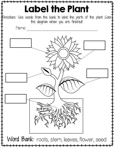 Labeling Flower Parts Worksheet