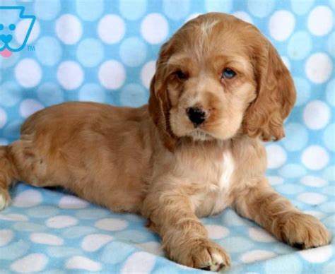 Cocker Spaniel Puppies For Sale | Puppy Adoption | Keystone Puppies