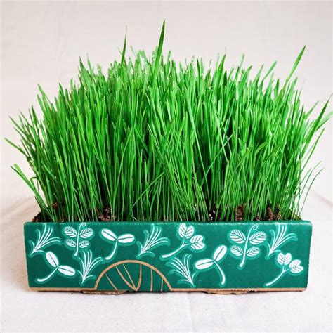 Grow Your Own Microgreens With This Home Gardening Kit