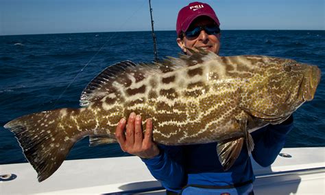 Black Grouper Fishing in the Florida Keys