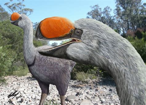 Massive 600kg Dromornis Extinct Bird Had Large Skull, With Very Little Space for a Brain ...