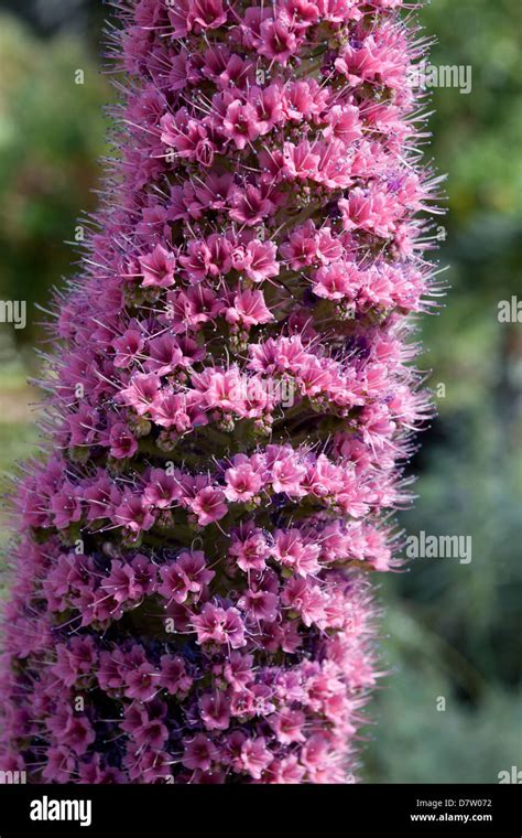 Echium wildpretii Stock Photo - Alamy