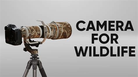 6 Best 4k Video Cameras For Wildlife: (2024 Guide & Reviews) - Bestoflens