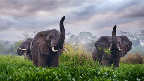 Elephants Have Climate Fighting Superpowers, But We're Letting Them Disappear | IFLScience