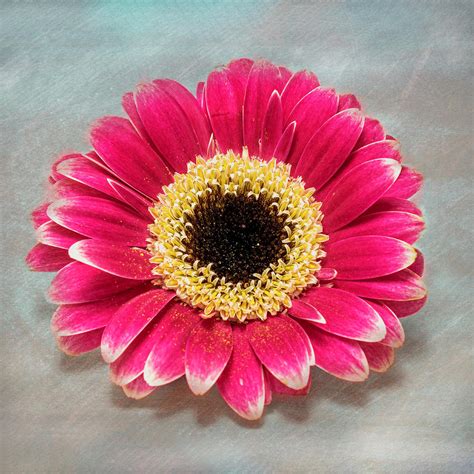 Barberton Daisy Photograph by Sandi Kroll - Pixels