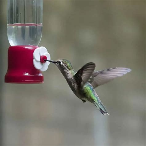 What Time of Day Do Hummingbirds Feed? - Here's When - Bird Feeder Hub