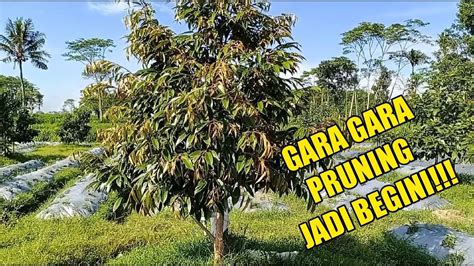 MENGECEK POHON DURIAN BAWOR SETELAH PRUNING - YouTube