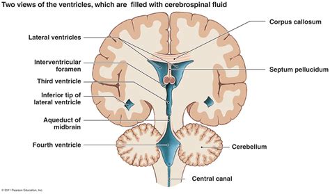 Cerebellum anatomy, Brain anatomy, Brain diagram