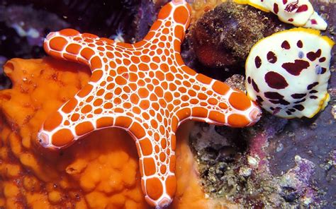 Starfish wallpapers HD - Beautiful wallpapers collection 2018