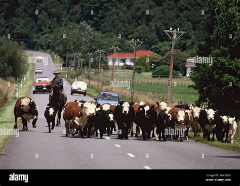 Cattle droving hi-res stock photography and images - Alamy