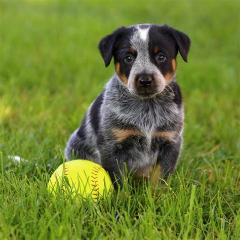 8 Facts About Blue Heelers - Greenfield Puppies