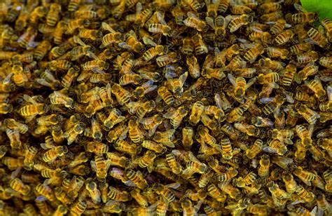 Aggressive swarm of killer bees fatally attack three family dogs – The US Sun | The US Sun