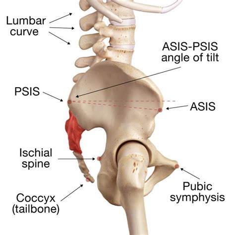 Image result for psis asis anatomy | Pelvic tilt, Pelvis anatomy, Human muscle anatomy
