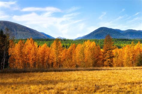 Montana's Fall Foliage Is Expected To Be Bright And Bold This Year