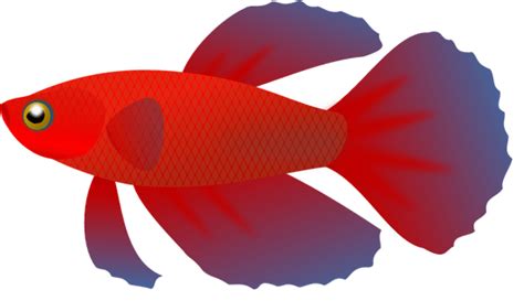 siamese fighting fish clipart - Clip Art Library