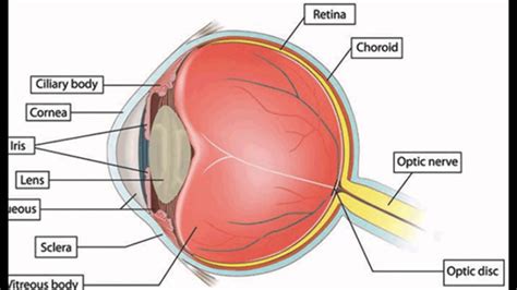 Function Of The Pupil In The Eye - YouTube