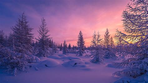 HD wallpaper: A snowy road in the forest, winter, white, day, path, way, route | Wallpaper Flare