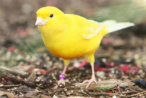 Yellow Canary Facts, Pet Care, Behavior, Diet, Price, Pictures