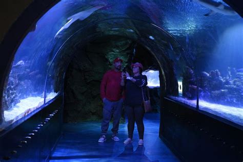 Shreveport aquarium welcomes one million amid improvements | Business ...