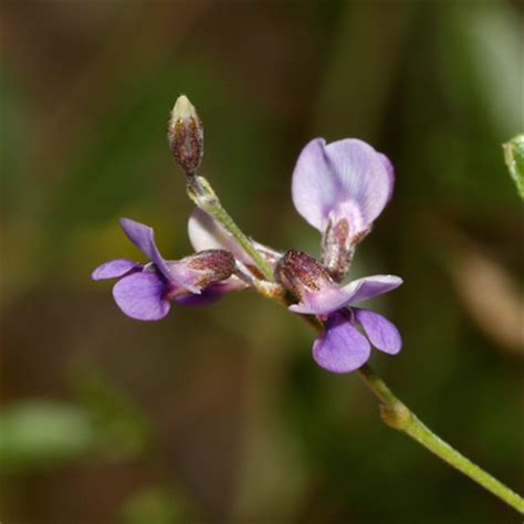 Psoralidium tenuiflorum - Slimflower Scurfpea, Scurfy Pea, Scurf Pea, Few-flowered Scurf-pea ...