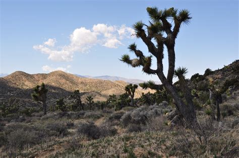 Cacti in Desert · Free Stock Photo