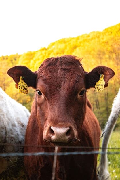 Premium Photo | Jersey cattle