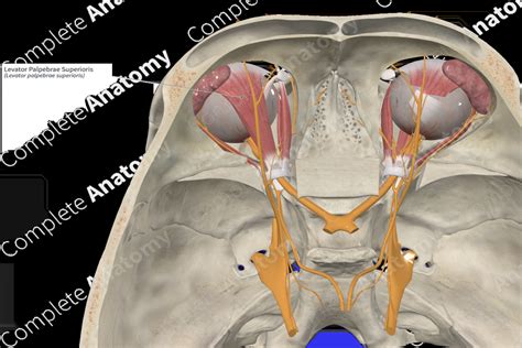 Levator Palpebrae Superioris | Complete Anatomy