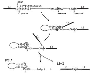 RNA Splicing | Learn Science at Scitable