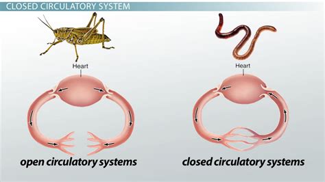 Open and Closed Circulatory System: All you will need to know