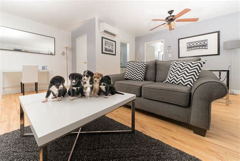 Pet Friendly | Apartments Near Carnegie Mellon, Pitt, Chatham, UPMC