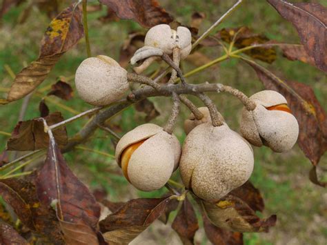 red buckeye tree fruit - Hugeness Webzine Photo Exhibition