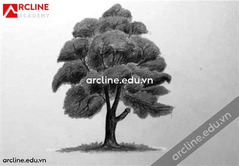 Hướng Dẫn Vẽ Cây Bàng Đơn Giản Nhất | ArcLine