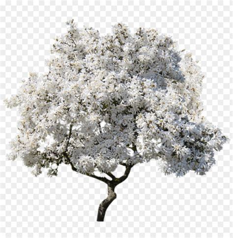 magnolia tree PNG image with transparent background | TOPpng